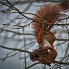 Eichhörnchen im Haselnussbaum