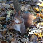 Eichhörnchen im Herbst