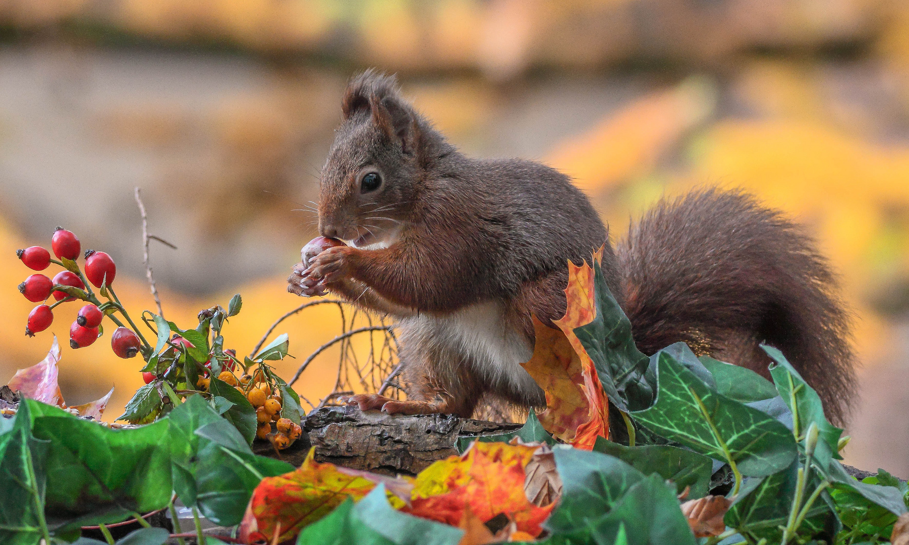 Eichhörnchen im Herbst Foto & Bild | natur, wildlife, nagetiere Bilder