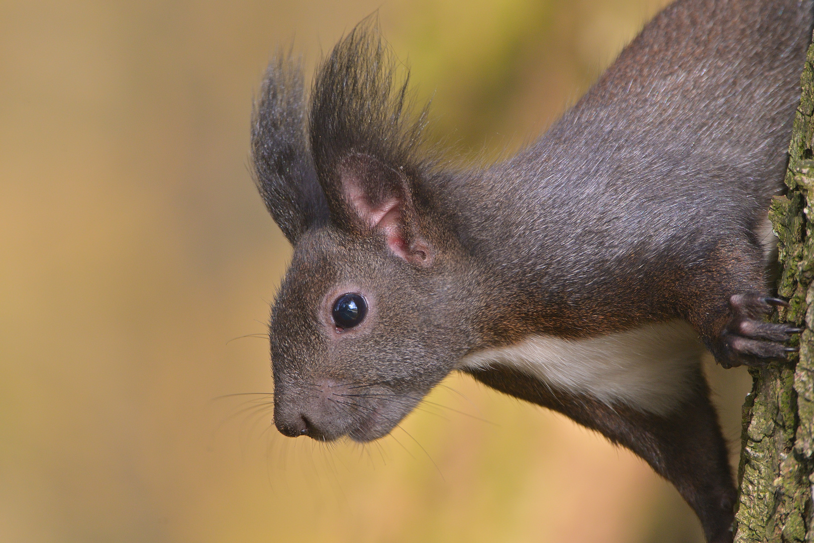 Eichhörnchen im Herbst