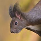 Eichhörnchen im Herbst