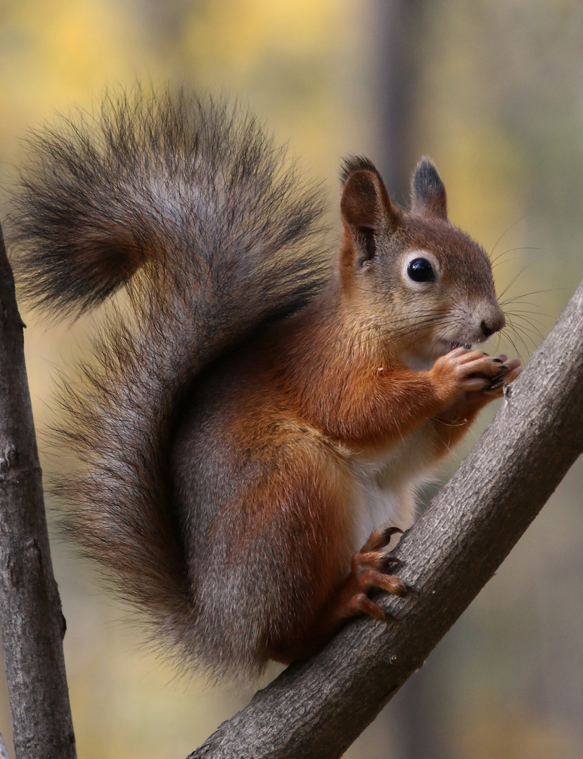 Eichhörnchen im Herbst