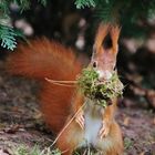  Eichhörnchen im Herbst