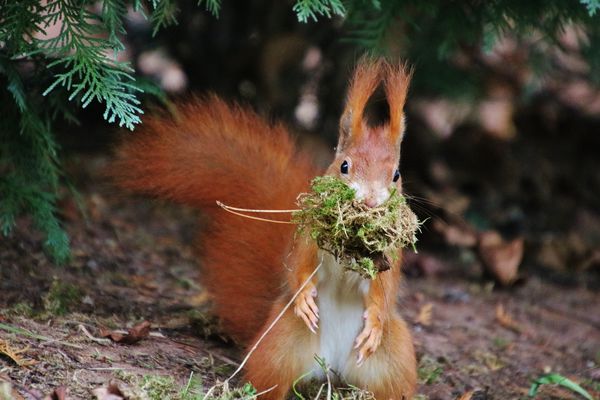  Eichhörnchen im Herbst