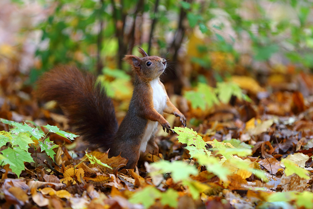 Eichhörnchen im Herbst