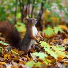 Eichhörnchen im Herbst