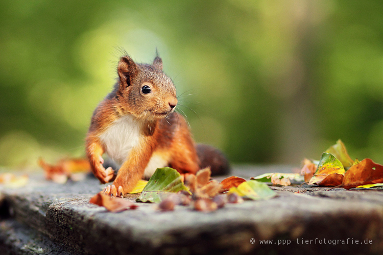 Eichhörnchen im Herbst