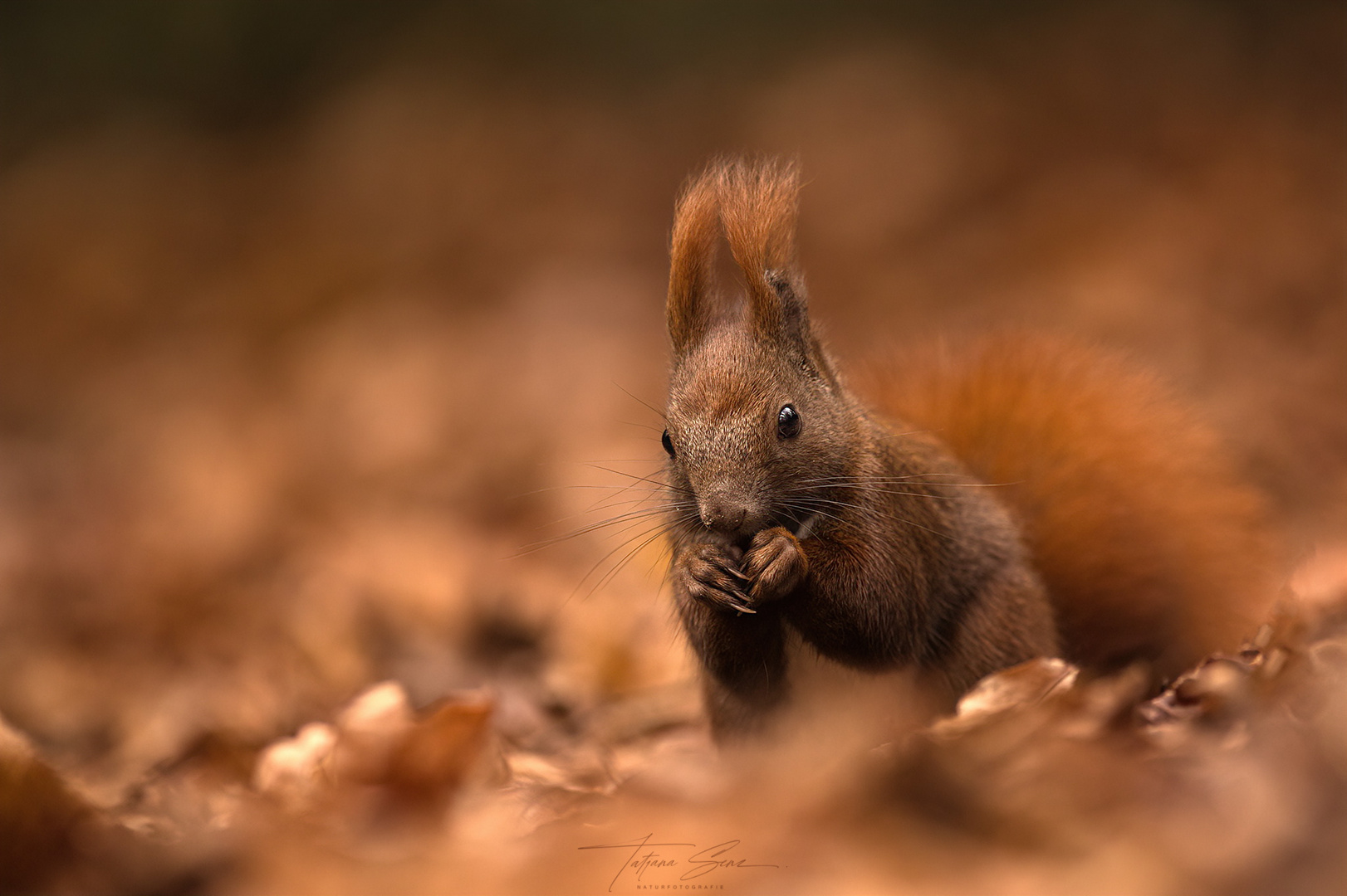 Eichhörnchen-im-Herbst