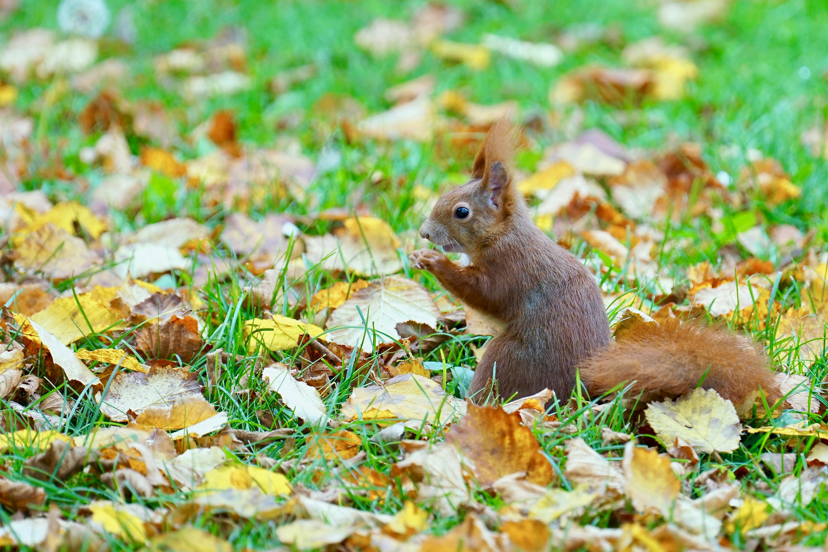 Eichhörnchen im Herbst