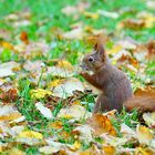 Eichhörnchen im Herbst