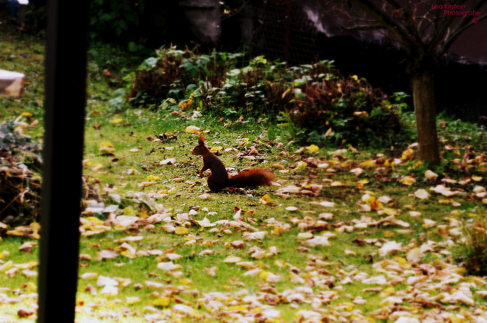 Eichhörnchen im Herbst auf Nusssuche