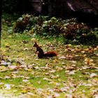 Eichhörnchen im Herbst auf Nusssuche