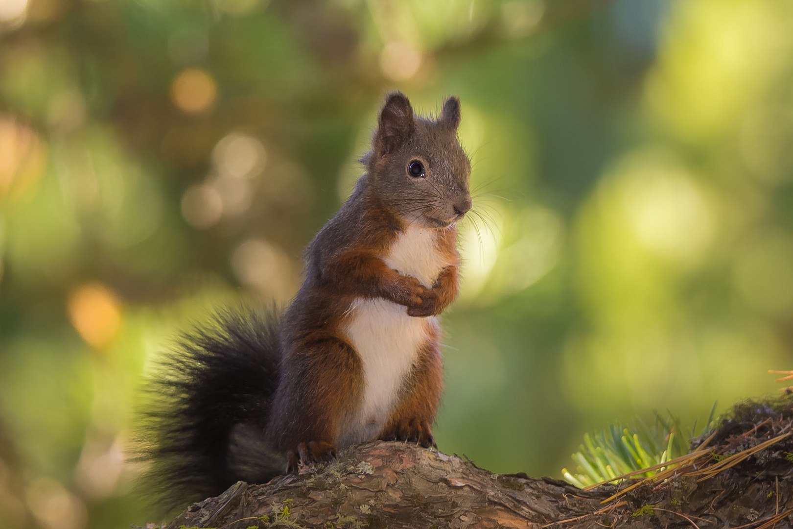  Eichhörnchen im Herbst