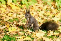 Eichhörnchen im Herbst