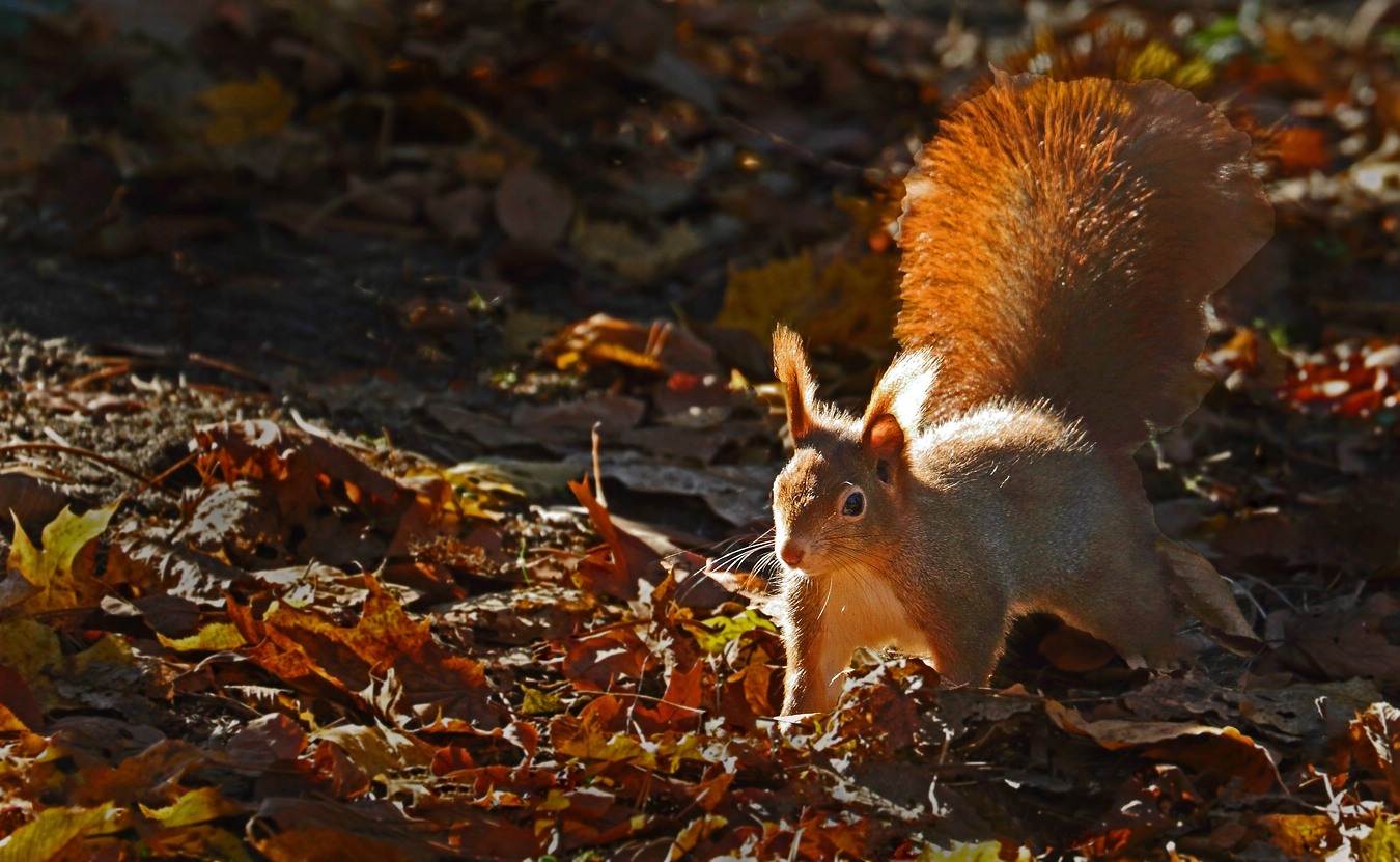 Eichhörnchen im Herbst