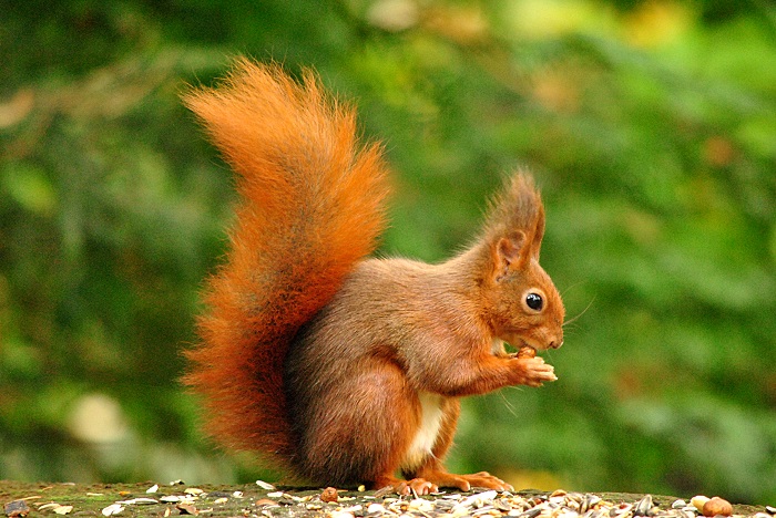 Eichhörnchen im Herbst I