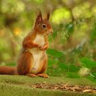 Eichhörnchen im Herbst II