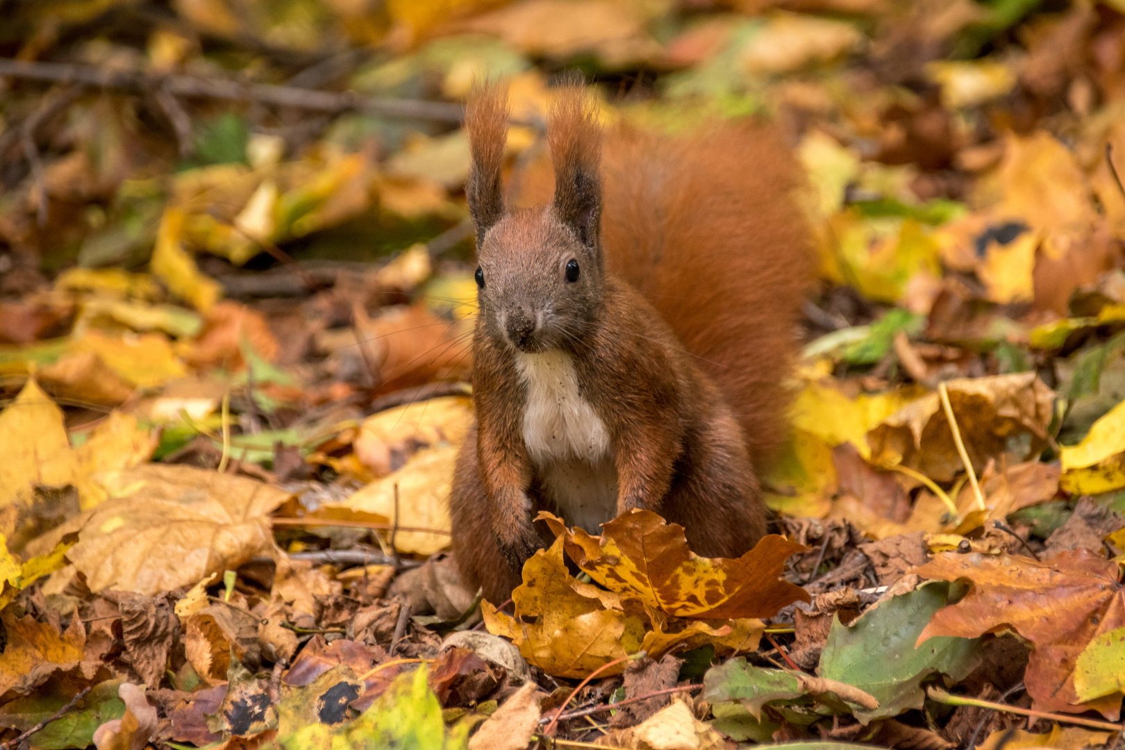 Eichhörnchen im Herbstlaub