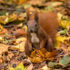 Eichhörnchen im Herbstlaub