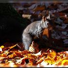 Eichhörnchen im Herbstlaub