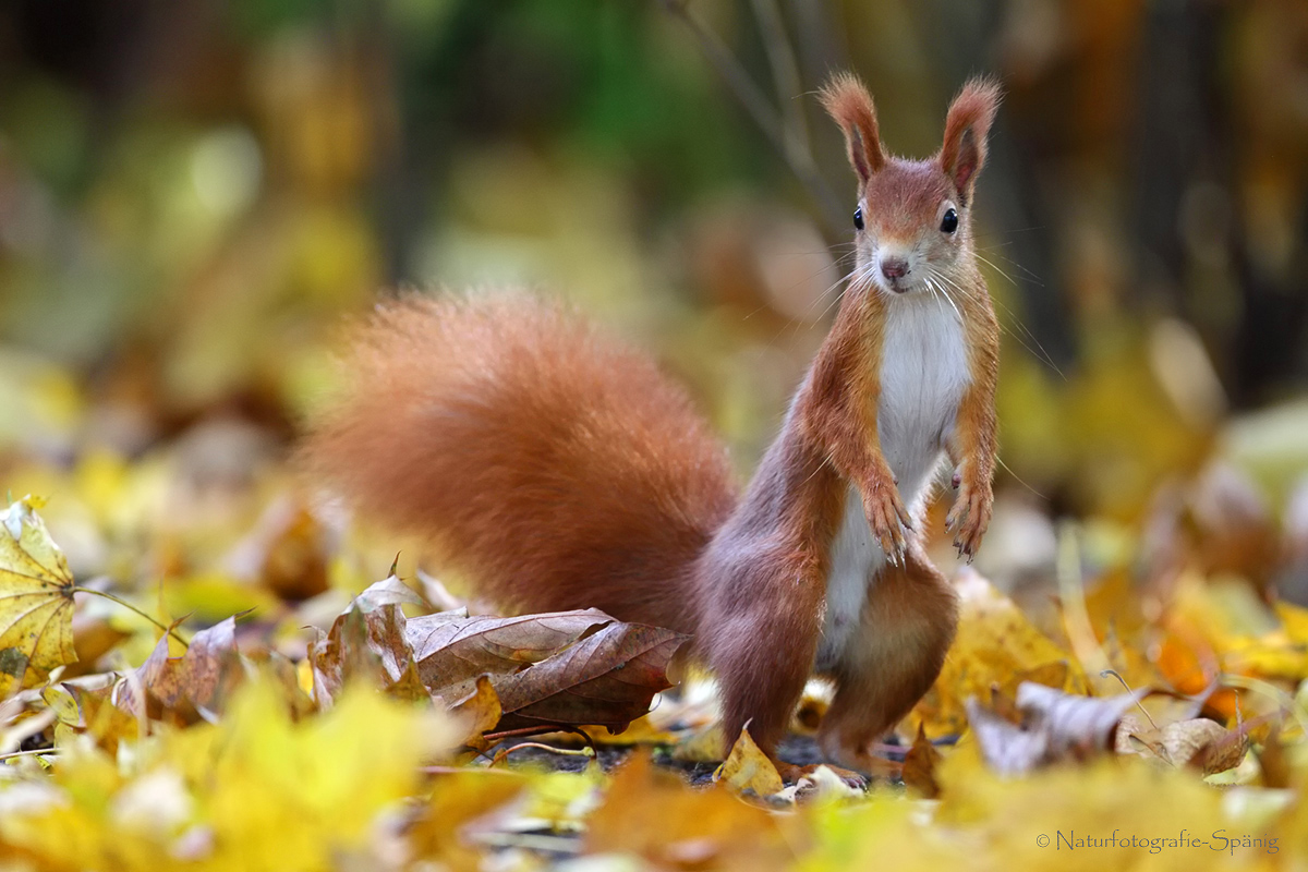 Eichhörnchen im Herbstlaub ...