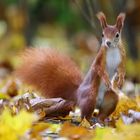 Eichhörnchen im Herbstlaub ...