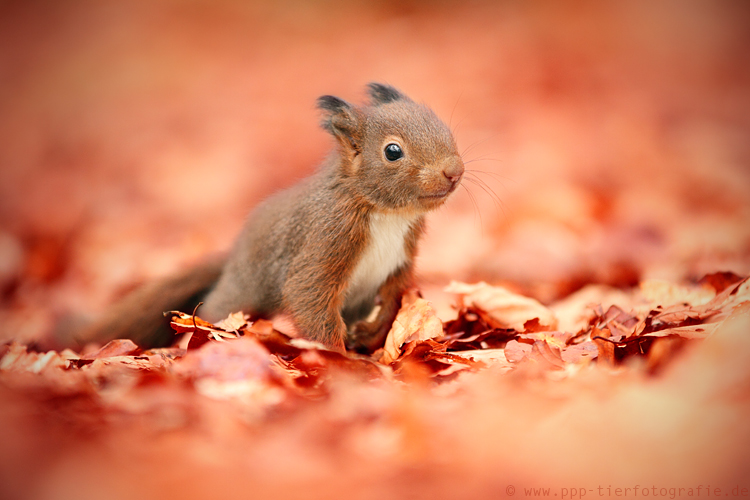 Eichhörnchen im Herbstlaub