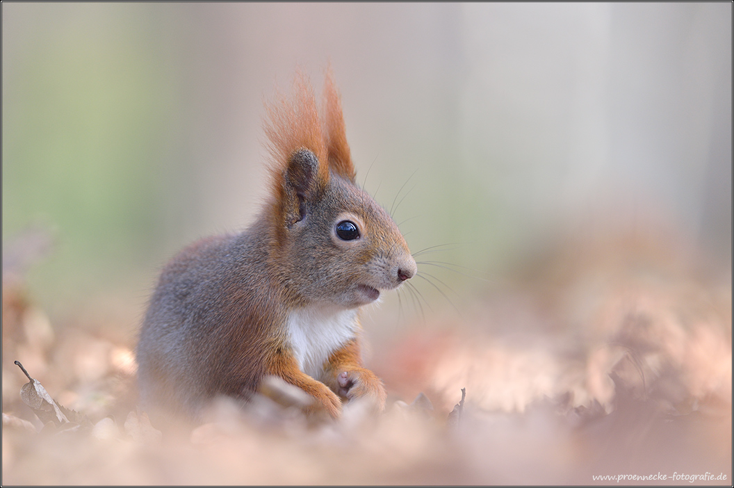 Eichhörnchen im Herbstlaub