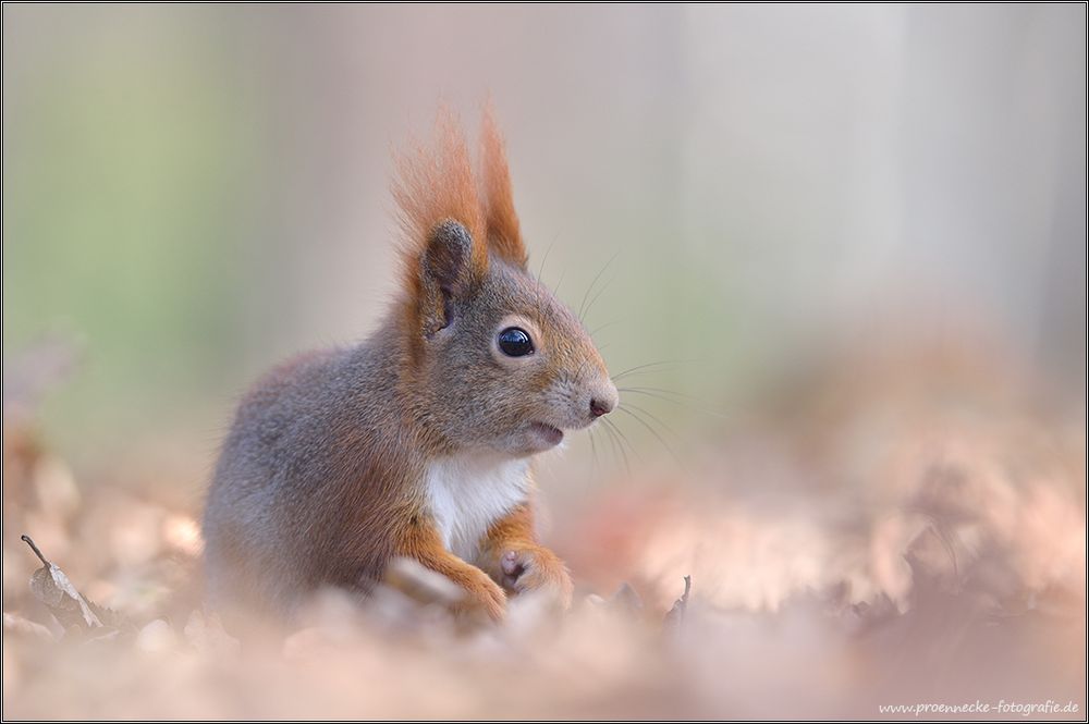 Eichhörnchen im Herbstlaub