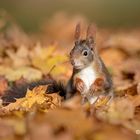 Eichhörnchen im Herbstlaub