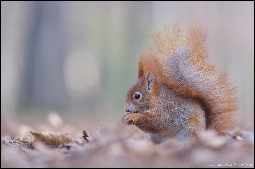 Eichhörnchen im Herbstlaub II