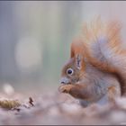 Eichhörnchen im Herbstlaub II