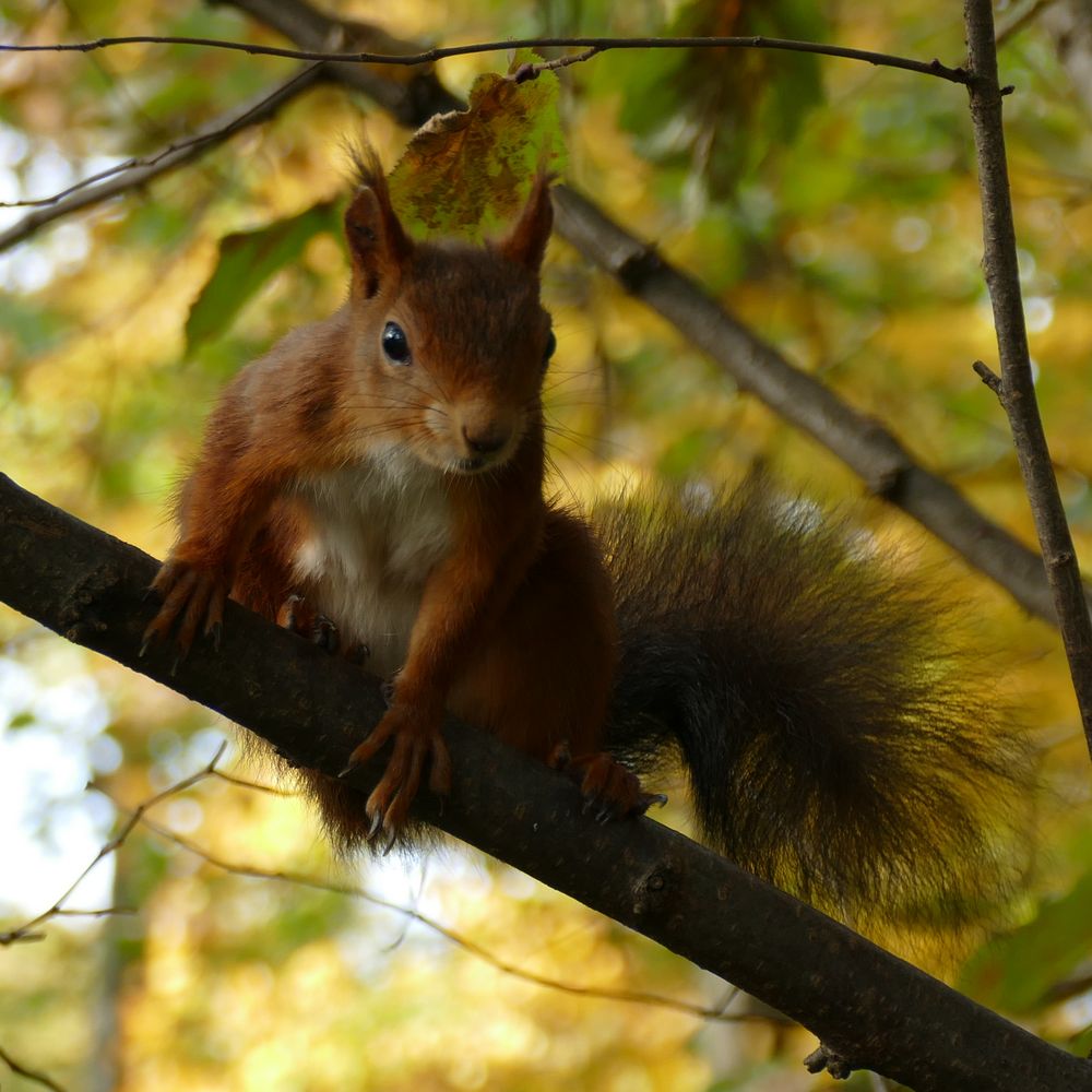 Eichhörnchen im Herbstlicht Foto & Bild eichhörnchen, natur, tiere Bilder auf