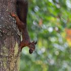 Eichhörnchen im Herbstwald