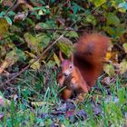 Eichhörnchen im Herbstwald