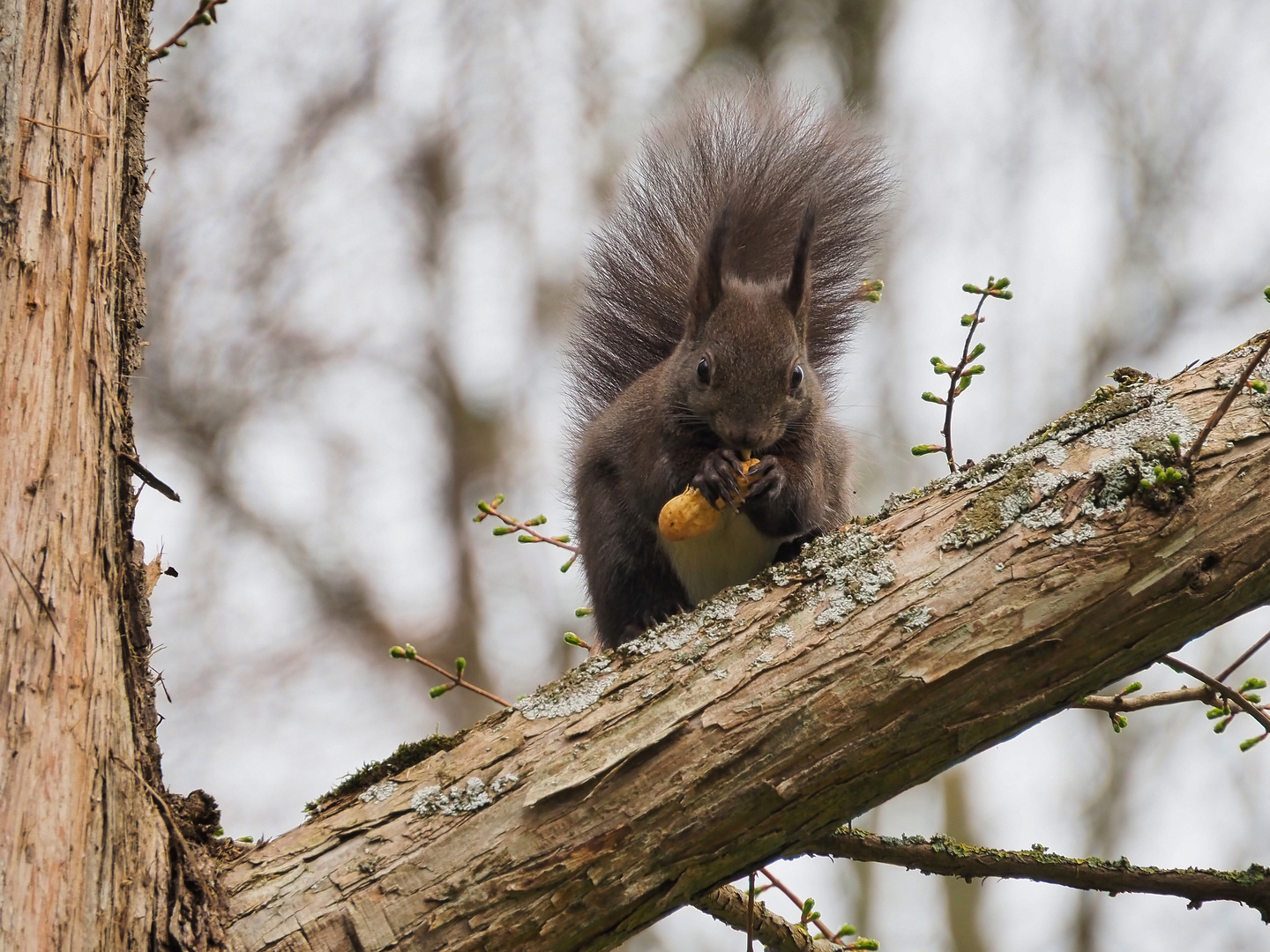 Eichhörnchen im Hessingpark