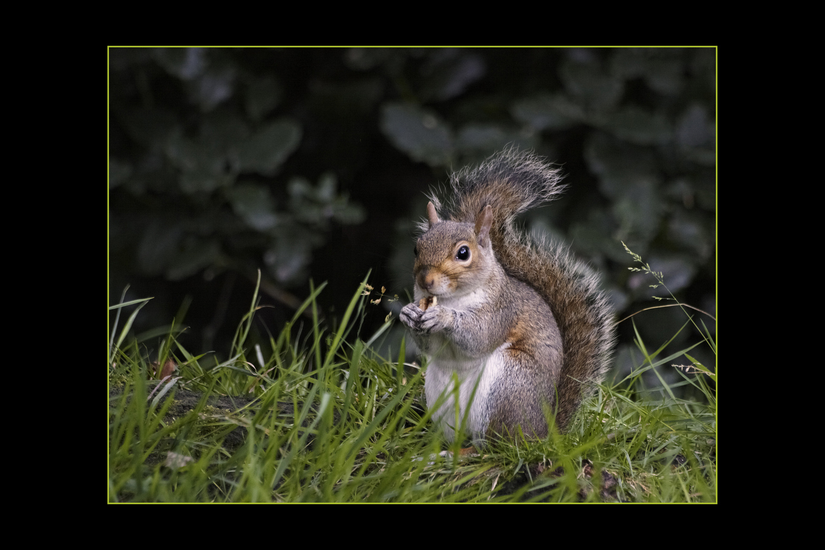 Eichhörnchen im Hyde Park