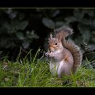 Eichhörnchen im Hyde Park