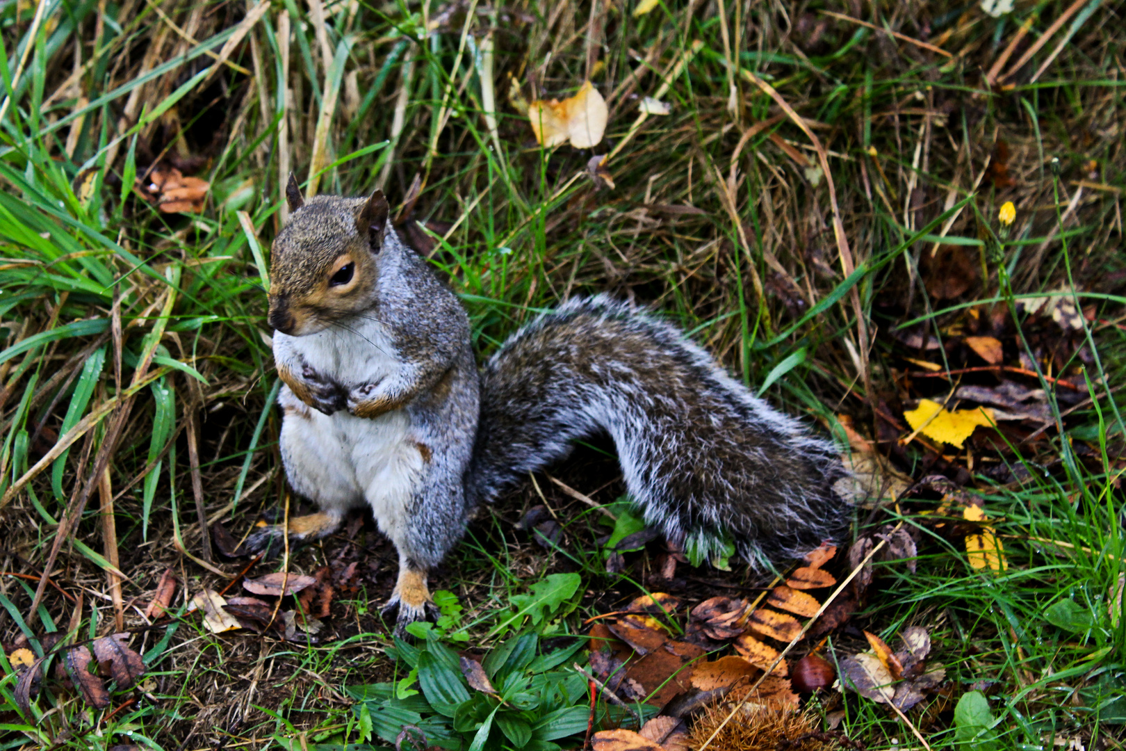 Eichhörnchen im Hyde Park