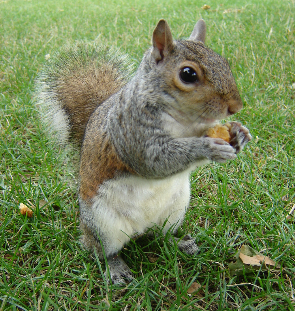 Eichhörnchen im Hyde Park