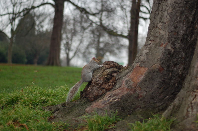 Eichhörnchen im Hyde Park London