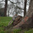 Eichhörnchen im Hyde Park London