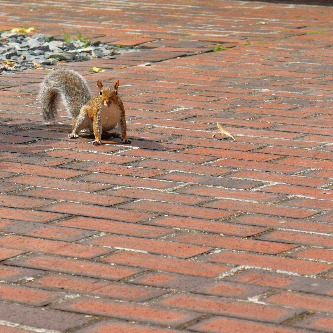 Eichhörnchen im Hydepark