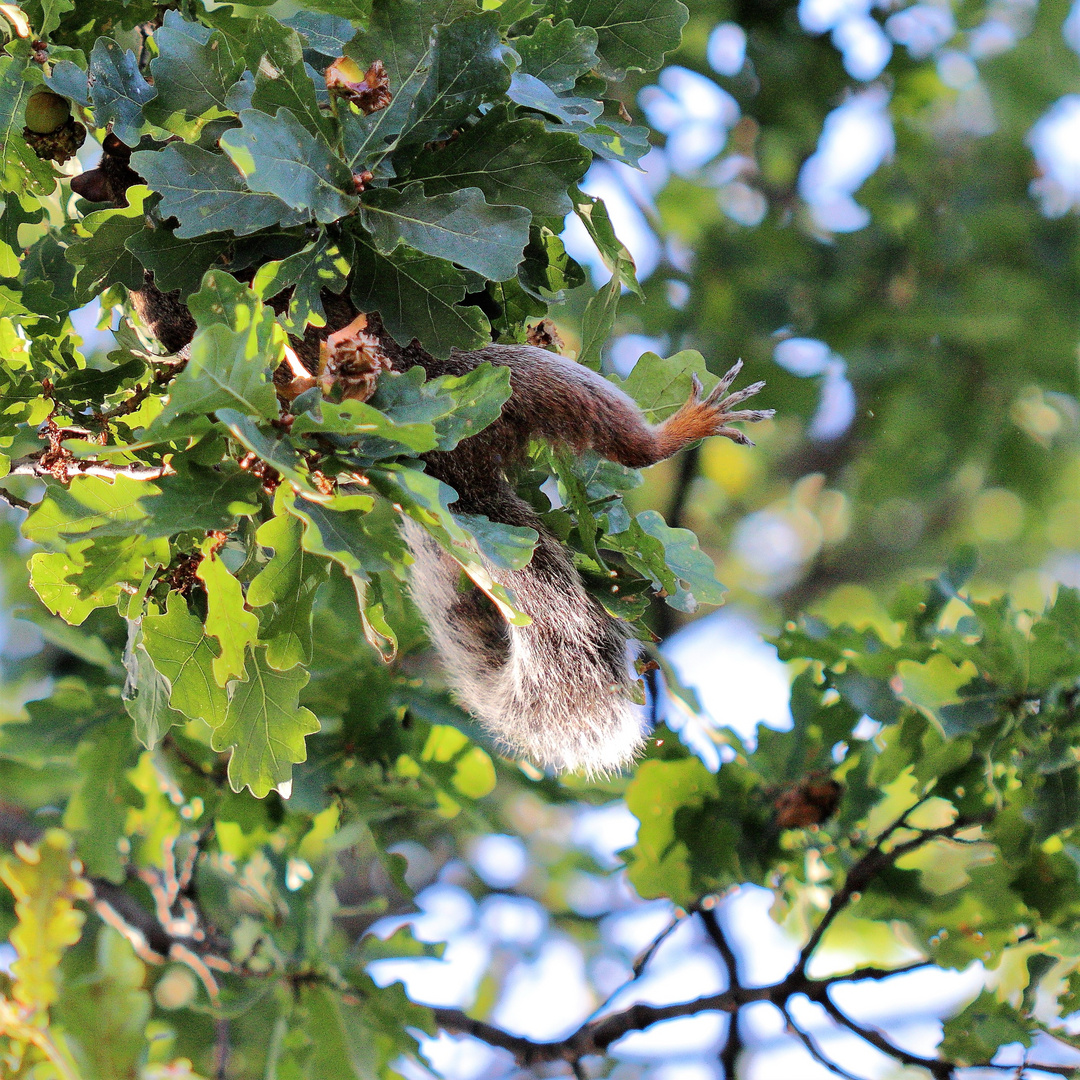 Eichhörnchen im Hydepark