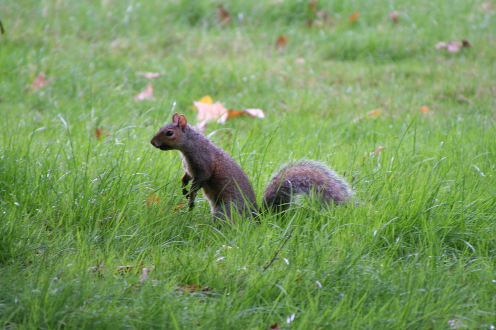 Eichhörnchen im Hydepark