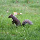 Eichhörnchen im Hydepark