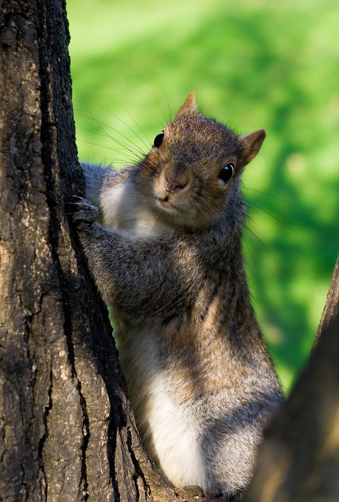 Eichhörnchen im Hydepark (London)