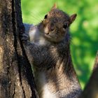 Eichhörnchen im Hydepark (London)