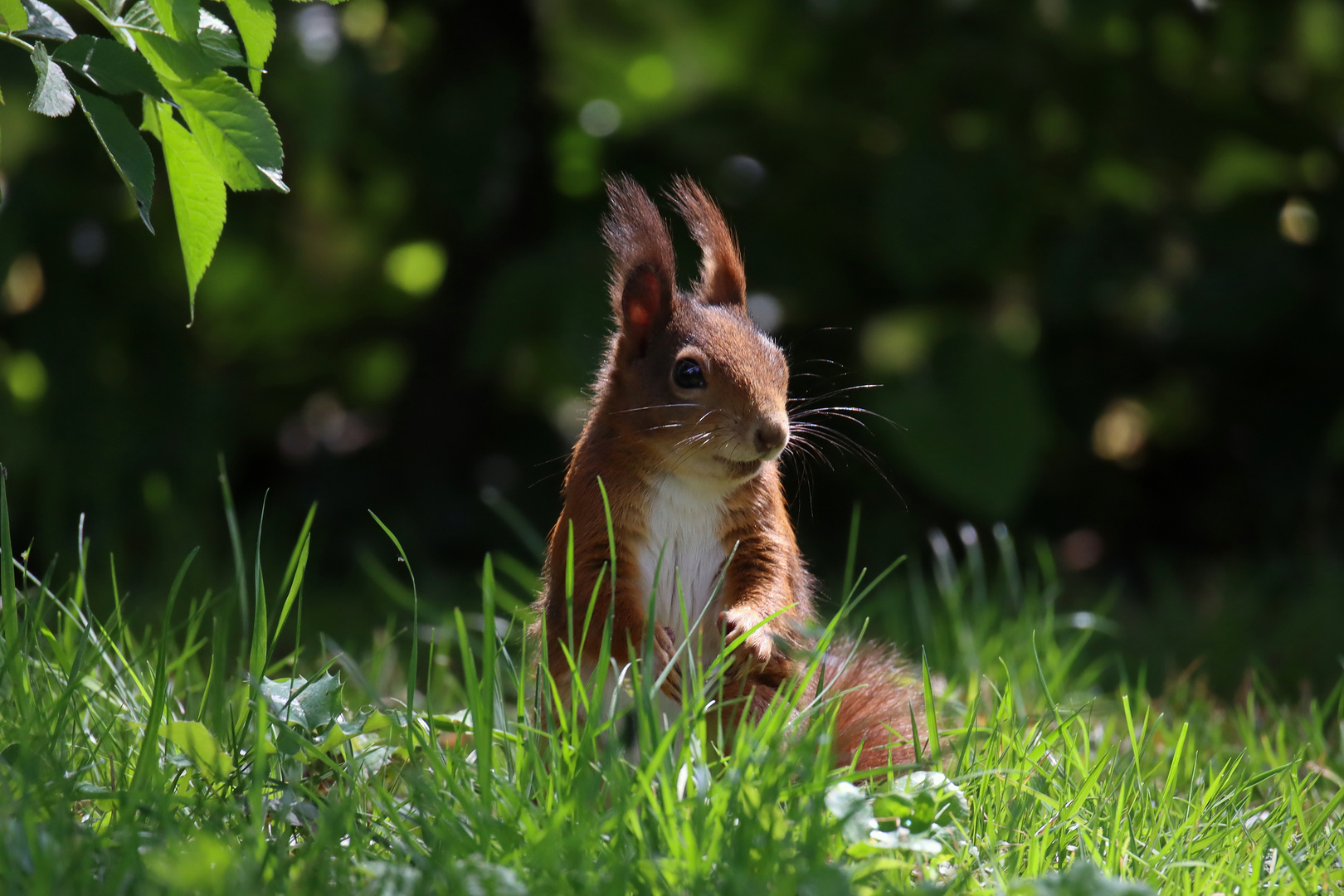 Eichhörnchen im Innenhof