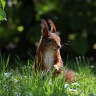 Eichhörnchen im Innenhof